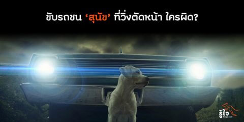 ขับรถชน ‘สุนัข’ ที่วิ่งมาตัดหน้ารถ ใครผิด 1 | ประกันรถยนต์รู้ใจ