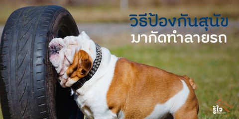 วิธีป้องกันสุนัข มากัดทำลายรถ (1) | บทความรู้ใจ ประกันรถยนต์ออนไลน์