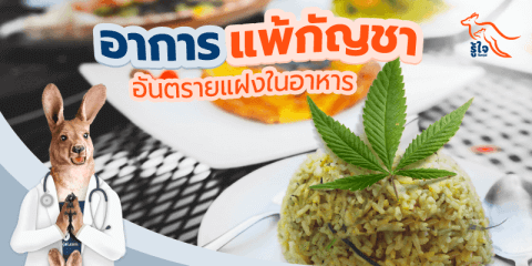 อาการเมากัญชา | แพ้กัญชา | กัญชา | กัญชารักษาโรค | รู้ใจ