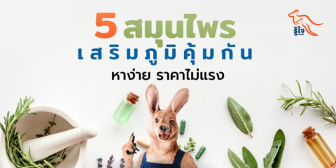 5 สมุนไพรเสริมภูมิคุ้มกัน ต้านโรคร้าย | ประกันโรคร้ายแรง | รู้ใจ