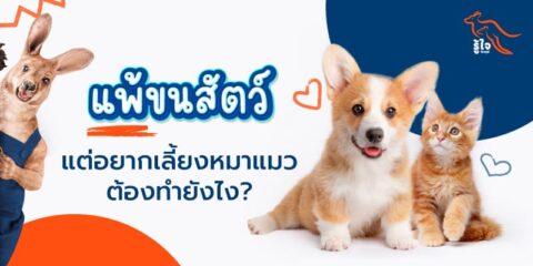 เจาะลึก คนเป็นภูมิแพ้เลี้ยงหมา เลี้ยงแมวได้หรือไม่ | ประกันออนไลน์ | รู้ใจ