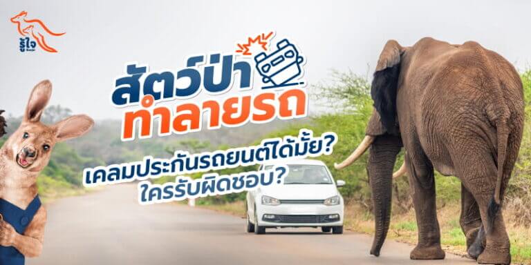 สัตว์ป่าทำลายรถ แจ้งเคลมประกันรถยนต์ได้มั้ย รู้ใจมีคำตอบ